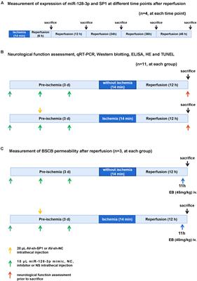 MiR-128-3p Alleviates Spinal Cord Ischemia/Reperfusion Injury Associated Neuroinflammation and Cellular Apoptosis via SP1 Suppression in Rat